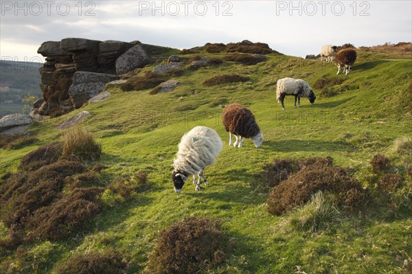 Sheep grazing, Curbar Edge, Derbyshire, 2009.