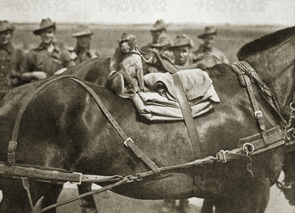 The mascot of the Anzacs, Somme campaign, France, World War I, 1916. Artist: Unknown