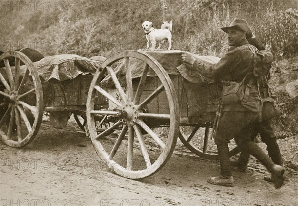 Australian troops returning from the trenches with their mascot, World War I, France, 1916. Artist: Unknown