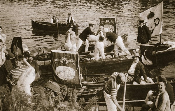 Swan upping on the Thames, 20th century. Artist: Unknown