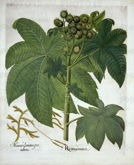 Castor Oil Plant, from 'Hortus Eystettensis', by Basil Besler (1561-1629) pub. 1613