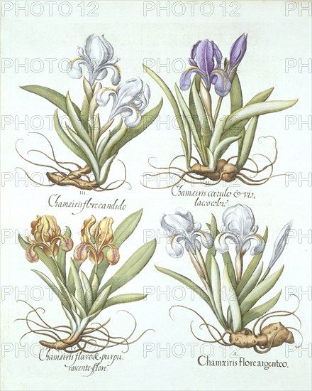 Four varieties of rhizomatous irises,  from 'Hortus Eystettensis', by Basil Besler (1561-1629) pub.