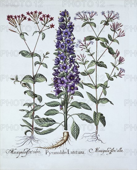 Pyramidal Campanula, Muscipulas, from 'Hortus Eystettensis', by Basil Besler (1561-1629), pub. 1613