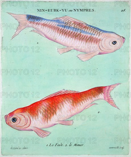 Chinese goldfish, 18th century. Artist: Francois Nicholas Martinet