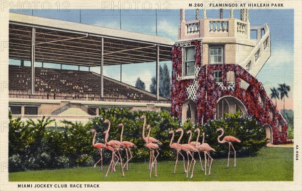 Flamingos at Hialeah Park, Miami Jockey Club race track, Miami, Florida, USA, 1934. Artist: Unknown