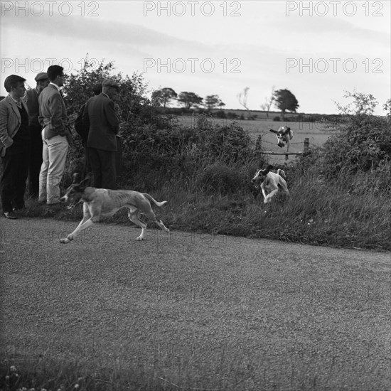 Hound Trailing, one of Cumbria's oldest and most popular sports, Keswick, 2nd July 1962. Artist: Michael Walters