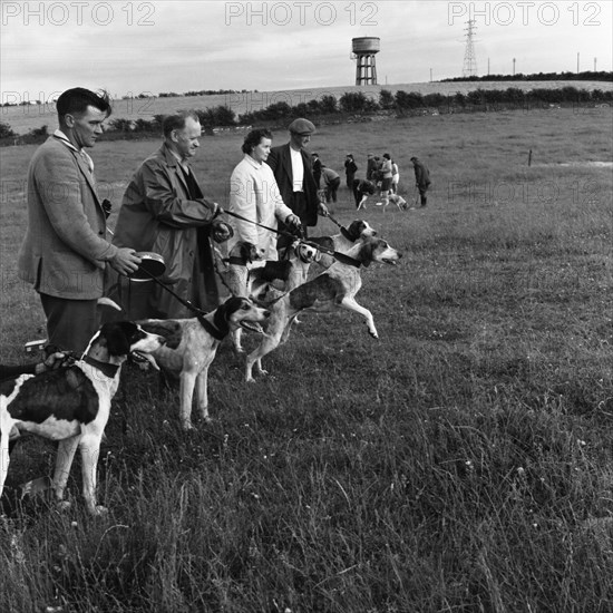 Hound Trailing, one of Cumbria's oldest and most popular sports, Keswick, 2nd July 1962. Artist: Michael Walters