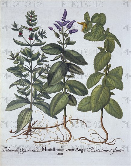 Horsemint and Spearmint, from 'Hortus Eystettensis', by Basil Besler (1561-1629), pub. 1613 (hand-co