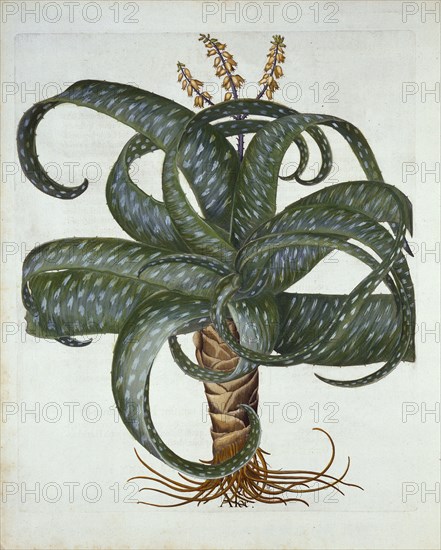 Barbados Aloe, from 'Hortus Eystettensis', by Basil Besler (1561-1629) pub. 1613