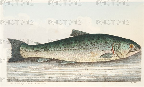 Salmon Trout from Berwick on Tweed, from A Treatise on Fish and Fish-ponds, pub. 1832