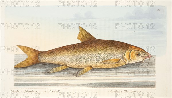 The Barbel, from A Treatise on Fish and Fish-ponds, pub. 1832 (hand coloured engraving)