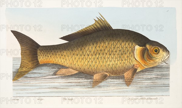 The Carp, from A Treatise on Fish and Fish-ponds, pub. 1832 (hand coloured engraving)