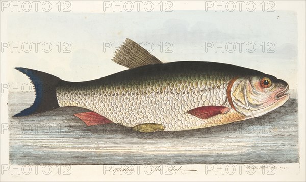 The Chub, from A Treatise on Fish and Fish-ponds, pub. 1832 (hand coloured engraving)