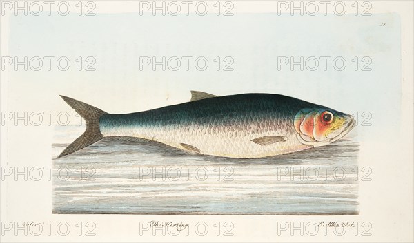 The Herring, from A Treatise on Fish and Fish-ponds, pub. 1832 (hand coloured engraving)