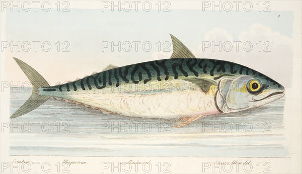 The Mackerel, from A Treatise on Fish and Fish-ponds, pub. 1832 (hand coloured engraving)