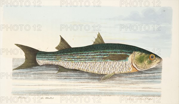 The Mullet, from A Treatise on Fish and Fish-ponds, pub. 1832 (hand coloured engraving)