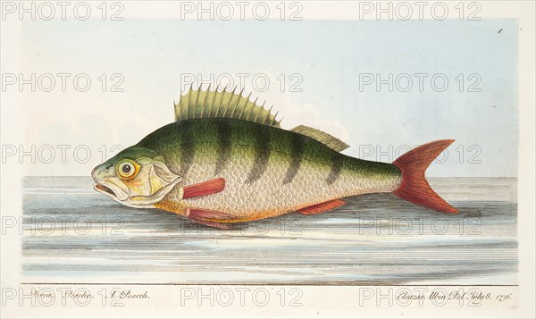 The Perch, from A Treatise on Fish and Fish-ponds, pub. 1832 (hand coloured engraving)