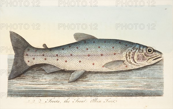 The Trout, from A Treatise on Fish and Fish-ponds, pub. 1832 (hand coloured engraving)