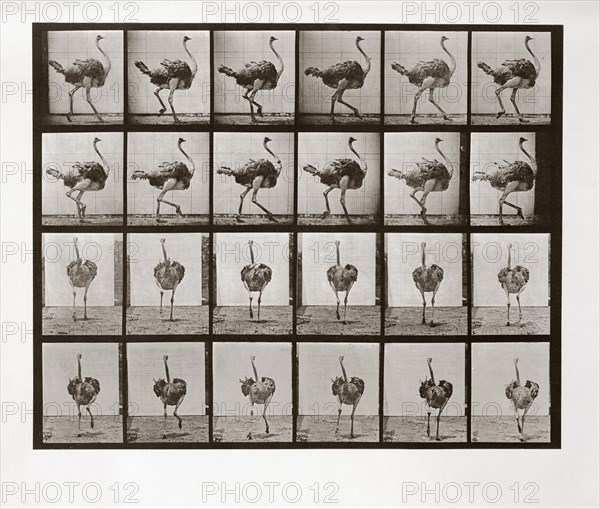 Ostrich Running, Plate 772 from Animal Locomotion, 1887 (photograph)