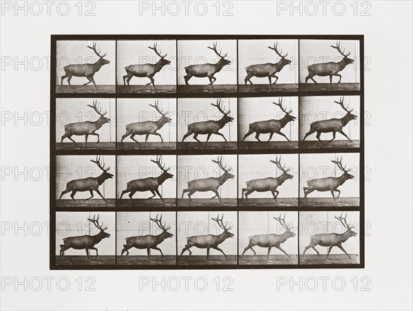 Elk, Plate 692 from Animal Locomotion, 1887 (photograph)