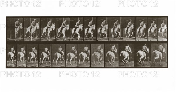 Galloping Horse with Rider, Plate 635 from Animal Locomotion, 1887 (photograph)