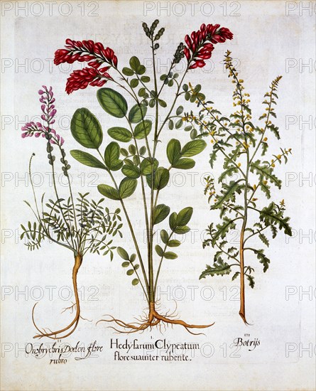 French Honeysuckle, Common Sainfoin and Feather Geranium/Jerusalem Oak, from 'Hortus Eystettensis',