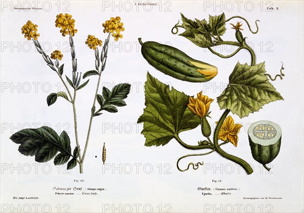 Sinapis nigra (fig 13), Cucumis Sativus (fig 14), 1845.