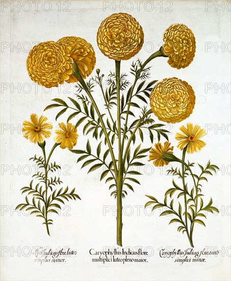 African Marigold and French Marigolds, from 'Hortus Eystettensis', by Basil Besler (1561-1629), pub.