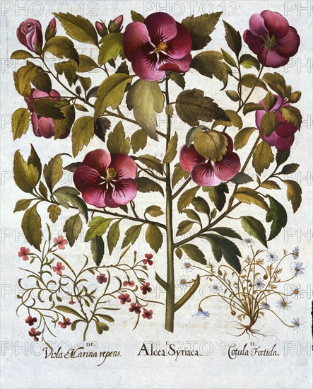 Hibiscus syriacus, Stinking Camomile and from 'Hortus Eystettensis', by Basil Besler (1561-1629) pub