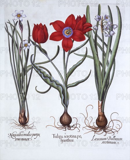 Tulip, Spring Snowflake and Narcissus, from 'Hortus Eystettensis', by Basil Besler (1561-1629), pub.