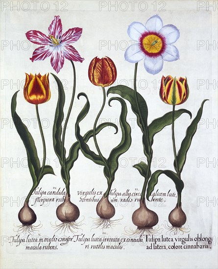 Five Tulips, from 'Hortus Eystettensis', by Basil Besler (1561-1629), pub. 1613 (hand-coloured engra