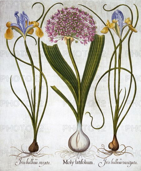 Purple Sensation, and Spanish Irises, from 'Hortus Eystettensis', by Basil Besler (1561-1629), pub.