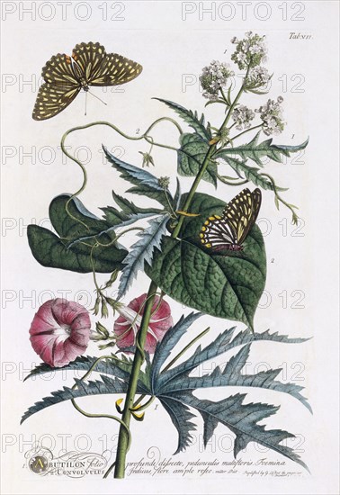1. Abutilon, 2. Convolvulus, c. 1748 (hand coloured engraving). Creator: "Georg Dionysius Ehret (1710 - 70); Ehret, Georg Dionysius (1710-1770)".