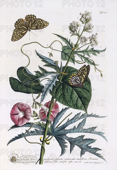 1. Abutilon, 2.  Convolvulus, c. 1748 (hand coloured engraving). Creator: "Georg Dionysius Ehret (1710 - 70); Ehret, Georg Dionysius (1710-1770)".