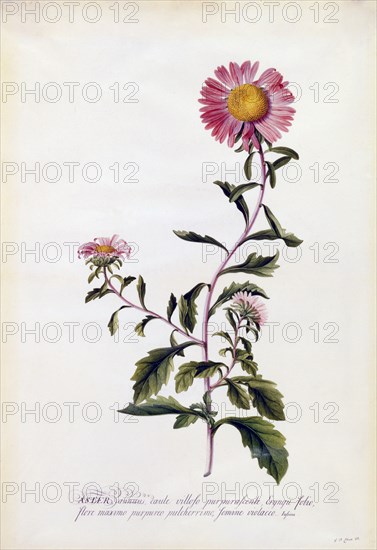 Aster, c. 1743 (hand coloured engraving). Creator: "Georg Dionysius Ehret (1710 - 70); Ehret, Georg Dionysius (1710-1770)".