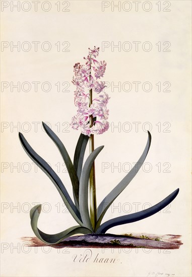 Hyacinth 'Veld Haan', c. 1744 (hand coloured engraving). Creator: "Georg Dionysius Ehret (1710 - 70); Ehret, Georg Dionysius (1710-1770)".