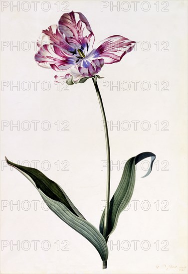 Tulip, c. 1745 (hand coloured engraving). Creator: "Georg Dionysius Ehret (1710 - 70); Ehret, Georg Dionysius (1710-1770)".