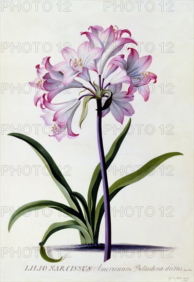 Lilio Narcissus, c. 1744 (hand coloured engraving). Creator: "Georg Dionysius Ehret (1710 - 70); Ehret, Georg Dionysius (1710-1770)".