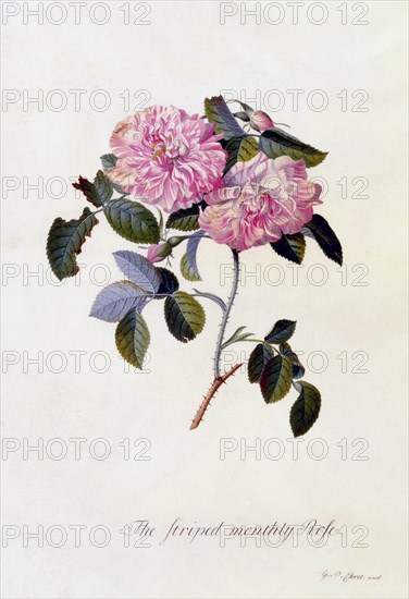 The Striped Monthly Rose, c. 1745 (hand coloured engraving). Creator: "Georg Dionysius Ehret (1710 - 70); Ehret, Georg Dionysius (1710-1770)".