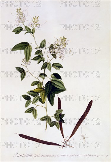 Bauhinia, c. 1745 (hand coloured engraving). Creator: "Georg Dionysius Ehret (1710 - 70); Ehret, Georg Dionysius (1710-1770)".