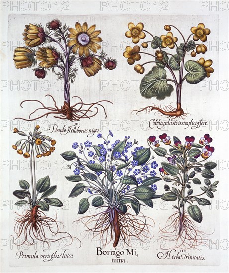 Ipheion 'Rolf Fiedler' Spring Starflower, Marsh Marigold, Pseudo Helleborus, Viola Tricolor and Cows