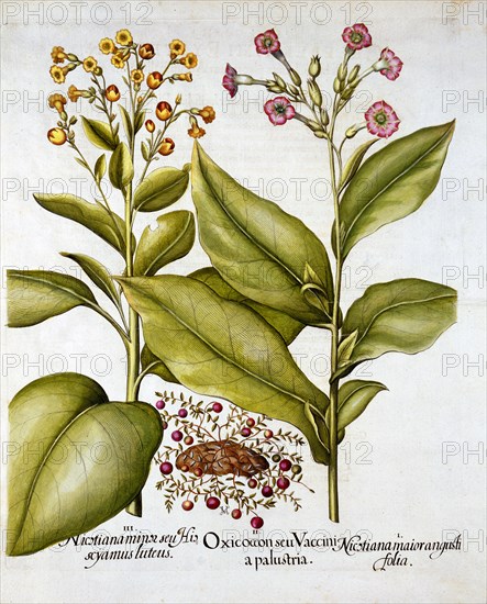 Cranberry and Flowering Tobacco, from 'Hortus Eystettensis', by Basil Besler (1561-1629), pub. 1613