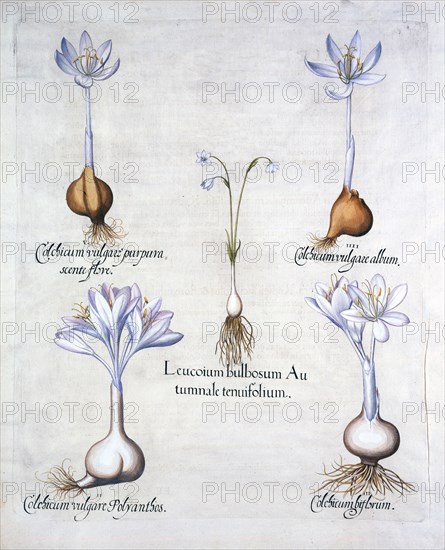 Autumn Snowflake and Meadow Saffrons, from 'Hortus Eystettensis', by Basil Besler (1561-1629), pub.