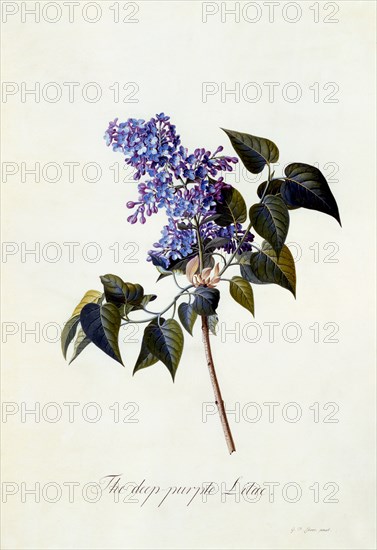 The deep-purple Lilac. Creator: "Georg Dionysius Ehret (1710 - 70); Ehret, Georg Dionysius (1710-1770)".