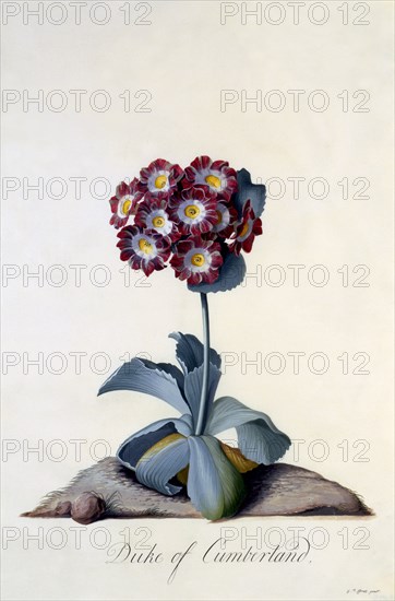 Auricula "Duke of Cumberland" c. 1743 (hand coloured engraving). Creator: "Georg Dionysius Ehret (1710 - 70); Ehret, Georg Dionysius (1710-1770)".