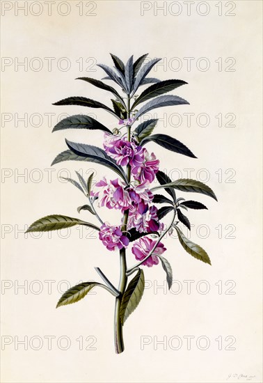 Garden Balsam (Impatiens Balsamina), c. 1746 (hand coloured engraving). Creator: "Georg Dionysius Ehret (1710 - 70); Ehret, Georg Dionysius (1710-1770)".