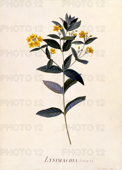 Yellow Loosestrife, c 1760 (hand coloured engraving). Creator: "Georg Dionysius Ehret (1710 - 70); Ehret, Georg Dionysius (1710-1770)".