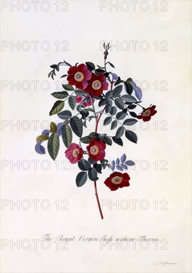 The Royal Virgin Rose without Thorns,c. 1745 (hand coloured engraving). Creator: "Georg Dionysius Ehret (1710 - 70); Ehret, Georg Dionysius (1710-1770)".