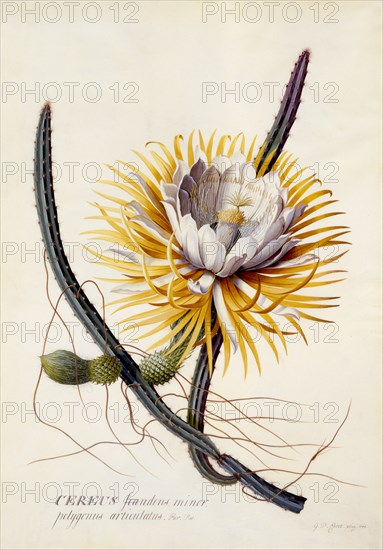 Cereus (Queen of the Night), c. 1744 (hand coloured engraving). Creator: "Georg Dionysius Ehret (1710 - 70); Ehret, Georg Dionysius (1710-1770)".