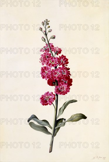 Stock (Matthiola Incana), c. 1746 (hand coloured engraving). Creator: "Georg Dionysius Ehret (1710 - 70); Ehret, Georg Dionysius (1710-1770)".